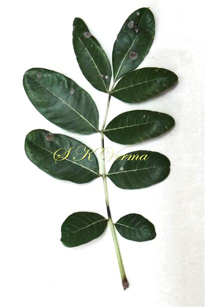  Leaf